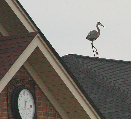 Great Blue Heron