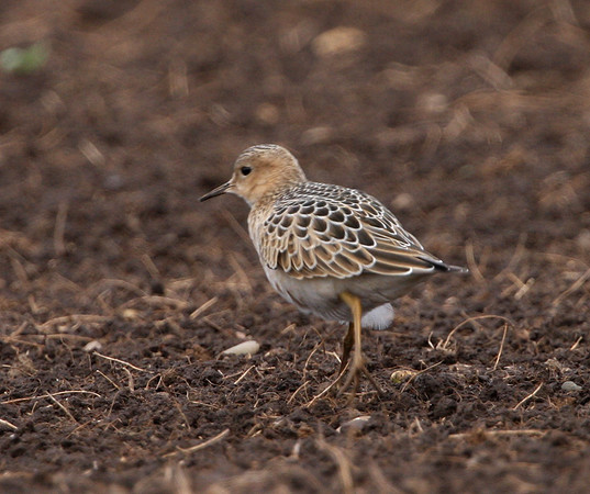 Buff-breasted Sandpiper