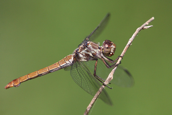 Roseate Skimmer