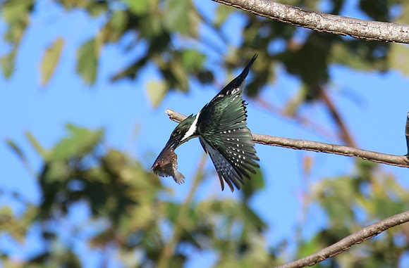 Amazon Kingfisher - Tarcol River, Costa Rica