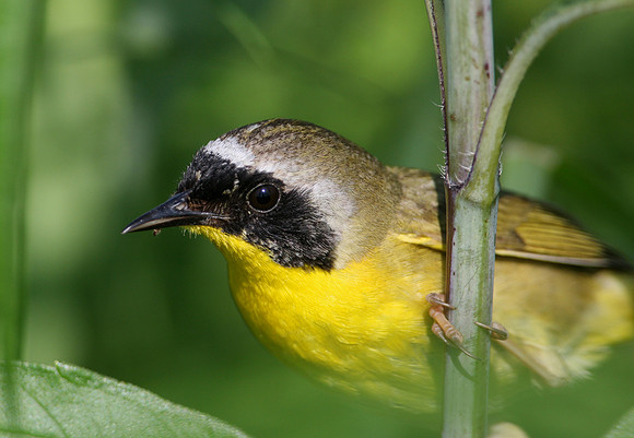 Common Yellowthroat