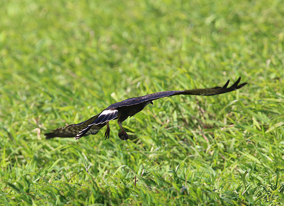 Snail Kite - Casa Solimar, Costa Rica