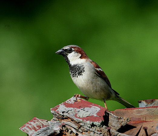 House Sparrow