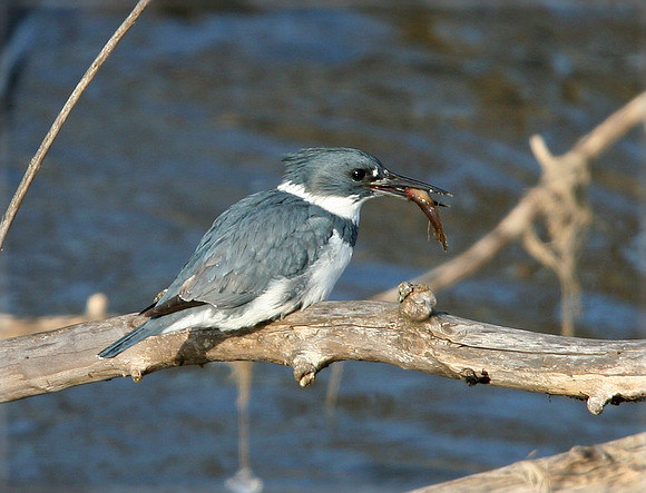 Belted Kingfisher