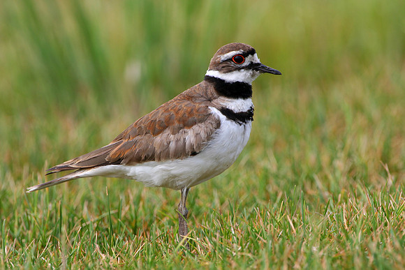 Killdeer