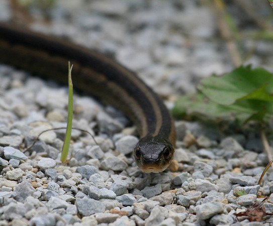 Eastern Garter Snake