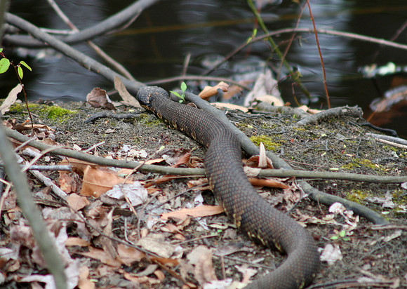 Cottonmouth