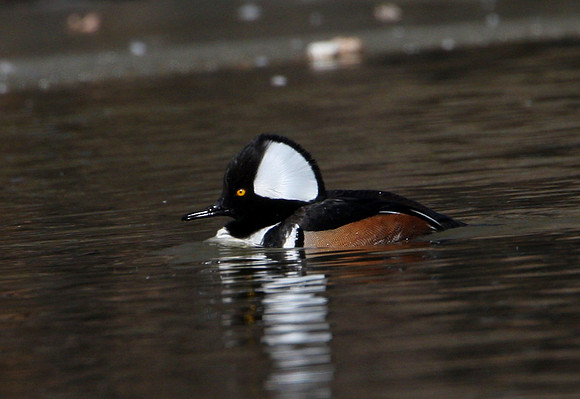 Hooded Merganser (male)