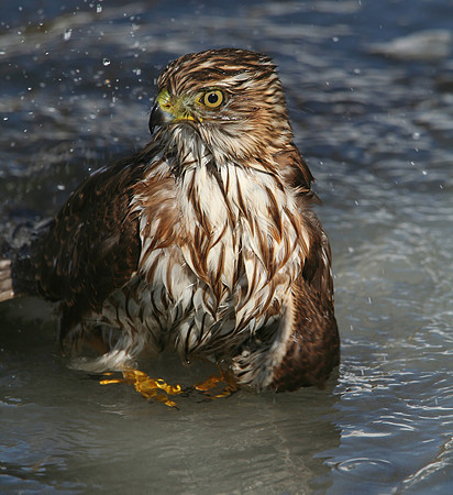 Cooper's Hawk