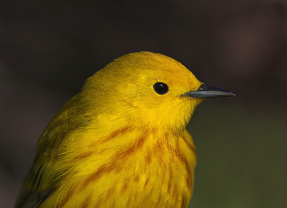 Yellow Warbler Closeup