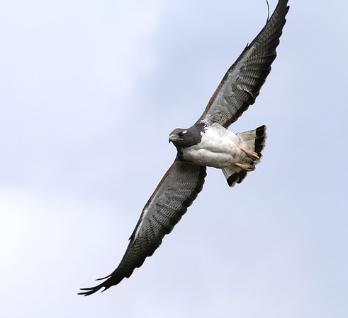 White-tailed Hawk Laguna Atascosa National Wildlife Refuge, Texa