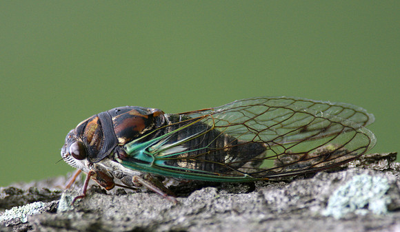 Annual Cicada (spp)