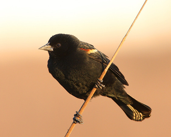 Red-winged Blackbird