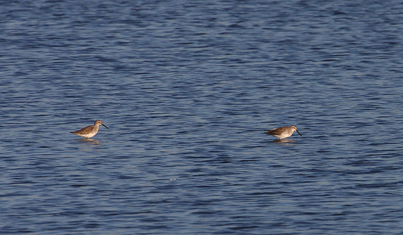 Stilt Sandpiper