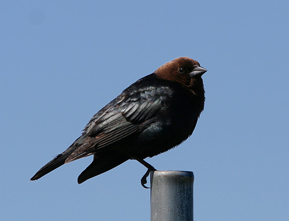 Brown-headed Cowbird