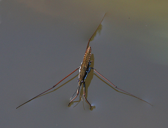 Common Water Strider