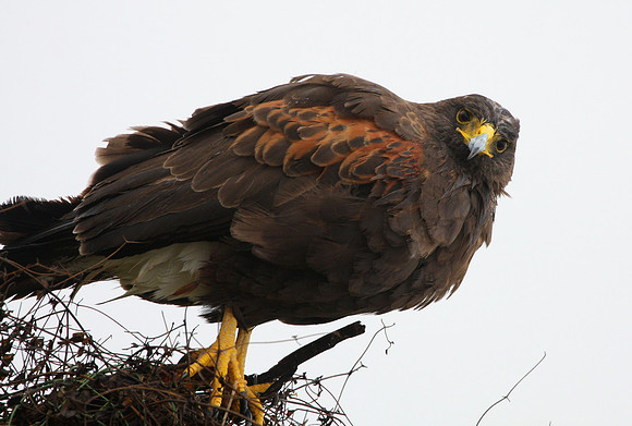 Harris's Hawk