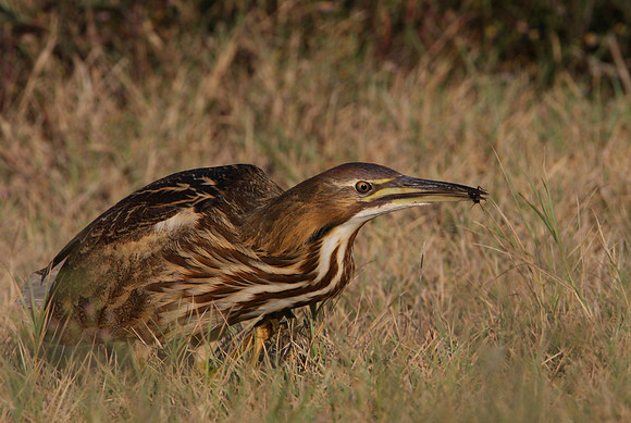 American Bittern Anahuac National Wildlife Refuge, Texas