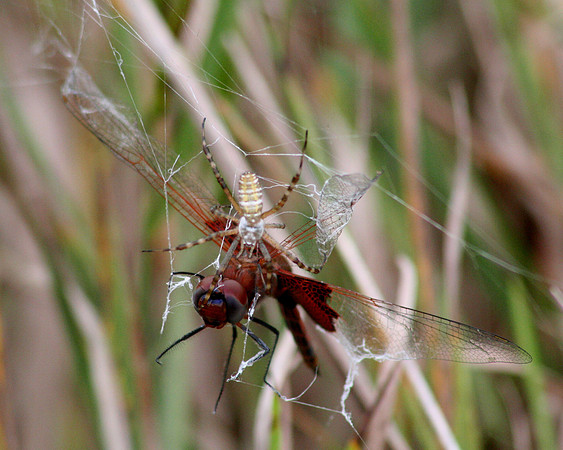 ID ? Spider and Red-mantled Saddlebags