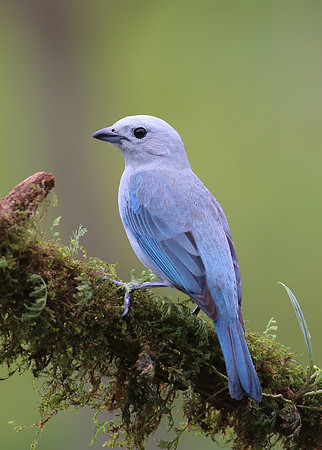 Blue-gray Tanager - Laguna Lagarto, Costa Rica