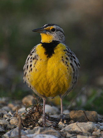 Eastern Meadowlark staring into the sunset