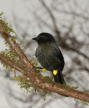 Yellow-thighed Finch - Suria, Costa Rica
