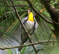 Yellow-throated Warbler