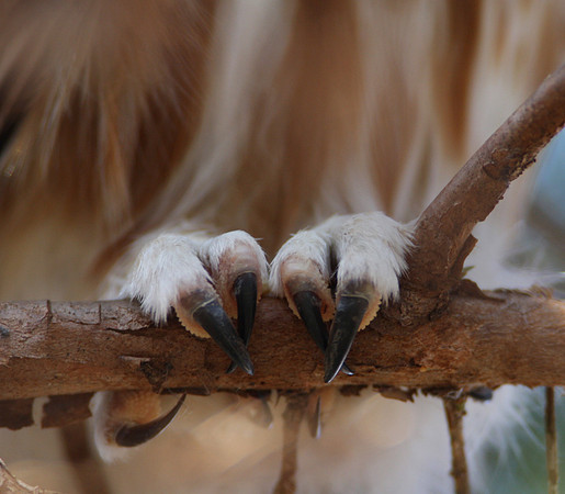 Northern Saw-whet Owl business end
