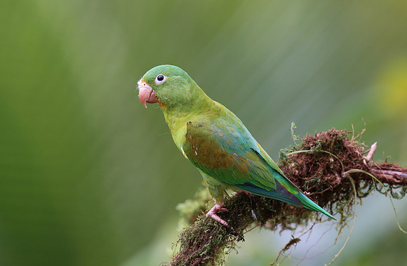 Orange-chinned Parakeet - Laguna Lagarto, Costa Rica