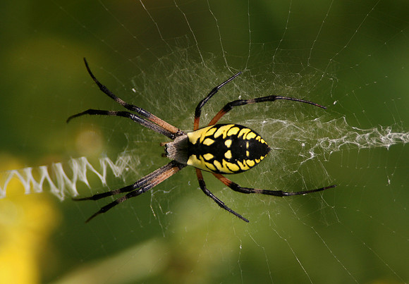 Black-and-yellow Argiope