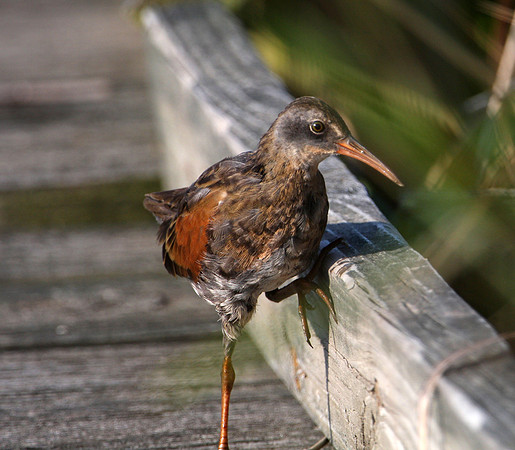 Virginia Rail