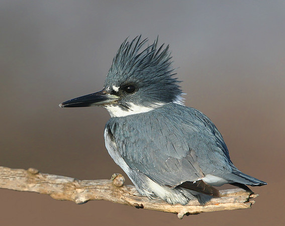 Belted Kingfisher (male)