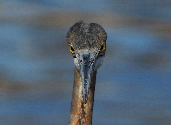 Great Blue Heron