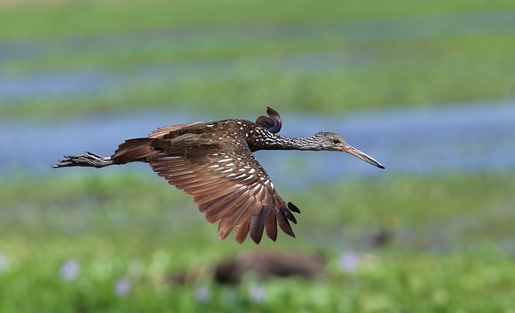 Limpkin - Casa Solimar, Costa Rica