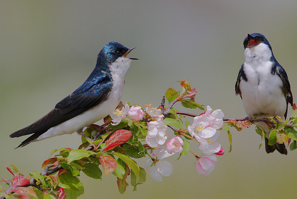 Tree Swallows