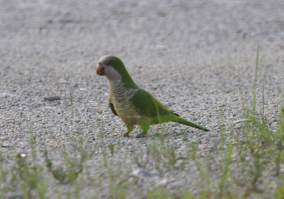 Monk Parakeet