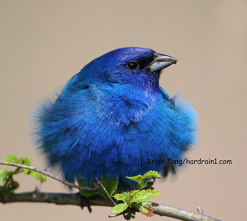 Indigo Bunting