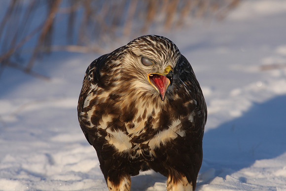 Rough-legged Hawk