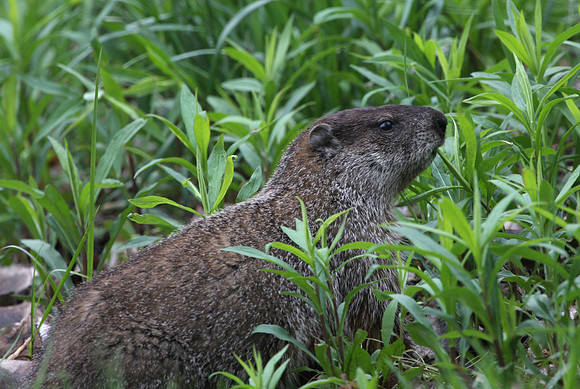 Groundhog (Woodchuck)