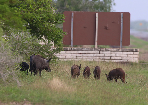Wild Boar - Laguna Atascosa National Wildlife Refuge, Texas