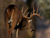 White-tailed Deer 14