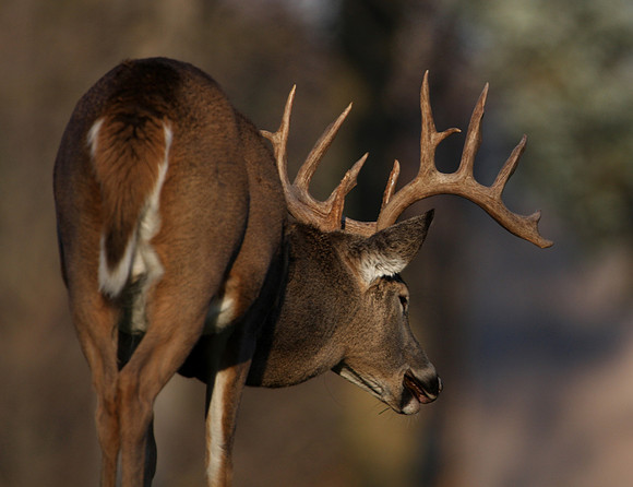 White-tailed Deer 14