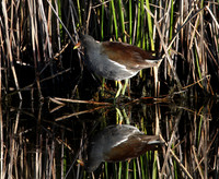 Common Moorhen