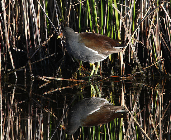 Common Moorhen