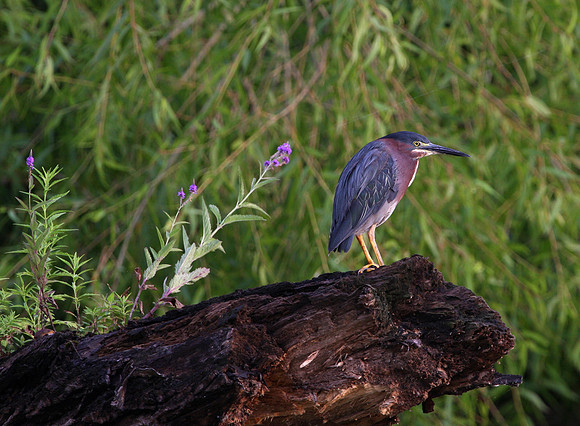 Green Heron