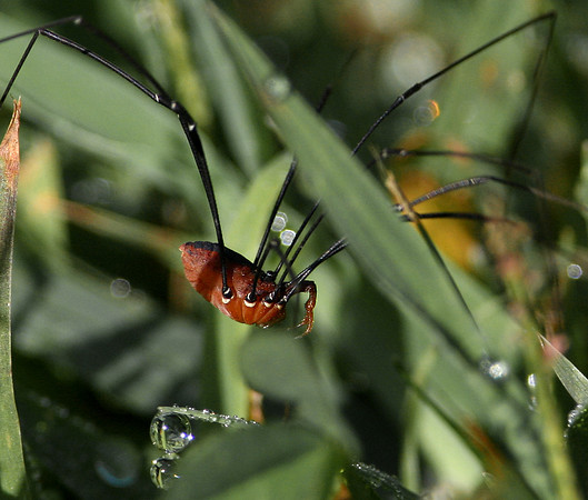 Brown Daddy-long-legs (sp?)