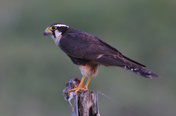 Aplomado Falcon with prey - Texas