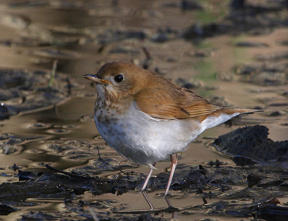 Veery