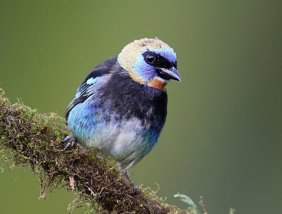 Golden-hooded Tanager - Laguna Lagarto, Costa Rica