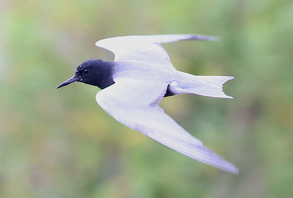 Black Tern - Anahuac National Wildlife Refuge, Texas